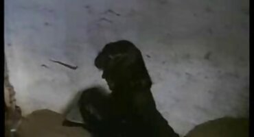 sex sub.app Brunette hút vòi nước dày. sexkoche